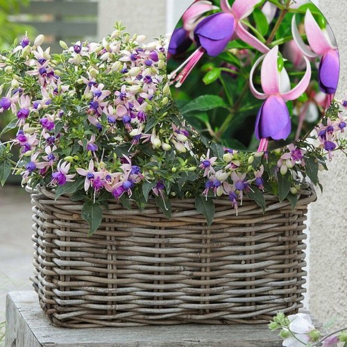 Fuchsia 'SHADOW DANCER Carolina' - Fuksia 'SHADOW DANCER Carolina' P9/0,55L
